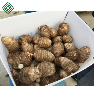 China Taro end price 2018 fresh fresh for sale