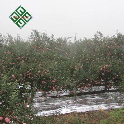 China Fresh Chinese Blacksmith Apple Granny Fresh Apple for wholesalesale for sale