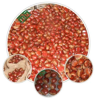 China 2022 crop natural soft fresh chestnut in shell chestnut kernels for sale for sale