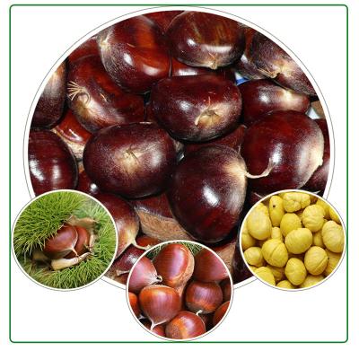 China Fresh Chinese Chestnut 40-60 Season Sweet And Sweet New Taste Natural for sale