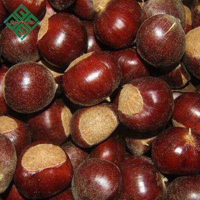 China Chinese Chestnut Wholesale Price Natural Sweet Fresh Chestnut In Shell for sale