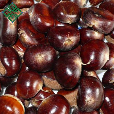 China Natural Sweet Chestnuts Raw Fresh Export for sale