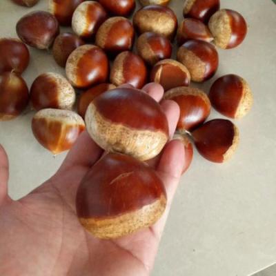 China 2018 new natural sweet new crop fresh chestnut for sale