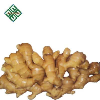 China Fresh Chinese Fresh Ginger Price of Fresh Ginger for sale