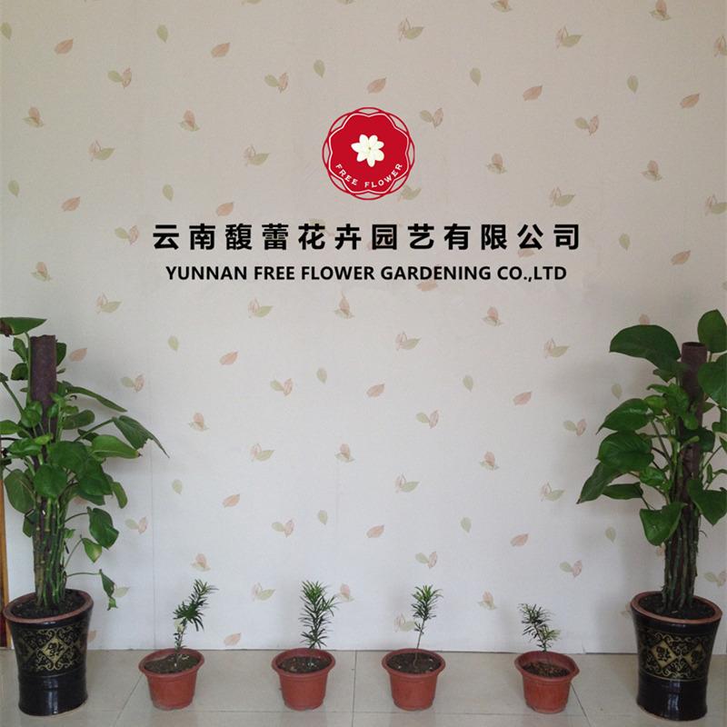 Verified China supplier - Yunnan Free Flower Gardening Co., Ltd.