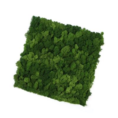 China Moss Wall Wedding Warm Decorative Reindeer Moss Stabilized Preserved Moss Panel for sale