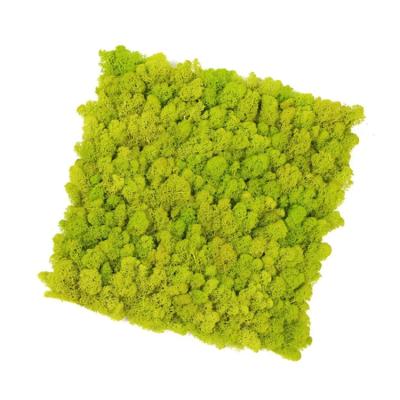 China Moss Wall House Office Decoration Preserved Best Quality Eternal Moss Wall for sale