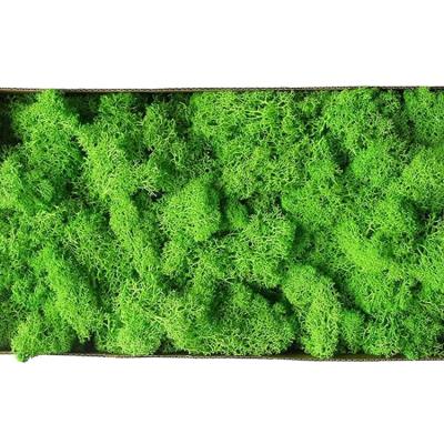 China Wedding Decoration Wholesale Preserved Fresh Natural Moss Stabilized Moss Wall Decorations for sale