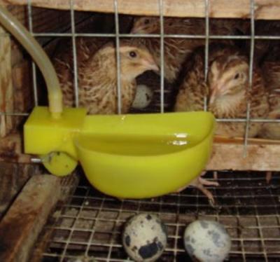 China High Quality Poultry Drinker Water Quail Cage Drinker Quail Nipple Drinker Bowl For Sale for sale