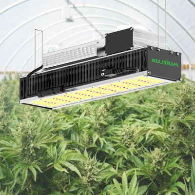 China Seed Planting 320w Samgsung Lm301b Lm301h Indoor Factory Led Grow Light Full Spectrum China Manufacturer for sale