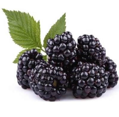 China Market Price Grade A FROZEN Hot Selling Frozen Blackberry for sale