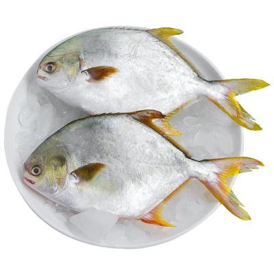 China FROZEN wholesale seafood frozen gold pompano/golden damson for sale