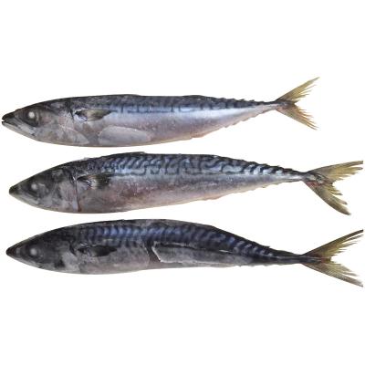 China Wholesale Fresh Frozen Whole Round Blue Mackerel Seafood FROZEN for sale