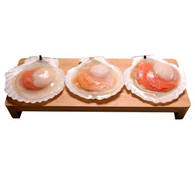 China Half jelly scallop shell JELLY shell sea for sale