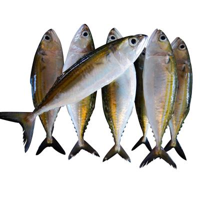 China FROZEN indian mackerel mackerel hgt frozen fish hgt indian mackerel for sale