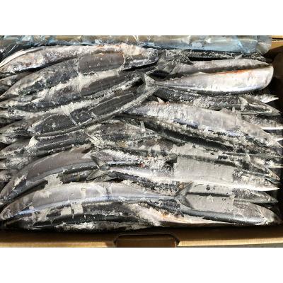 China Good quality cheap frozen Pacific scumbresoce of FROZEN seafood for export for sale