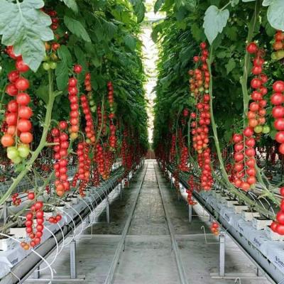 China Stable Structure Easily Assembled Hot Sale Multi-span Greenhouse System / Greenhouse For Vegetables /Agricultural Greenhouse for sale