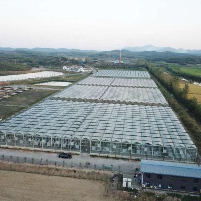 China Stable Structure Easily Assembled Price Favorable Large Scale Automatic Hydroponic Drip Irrigation System For Steel Structure Glass Greenhouse for sale