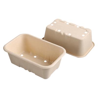 China Biodegradable Biodegradable Bagasse Fruit Tray With Holes For Blueberry Strawberry for sale