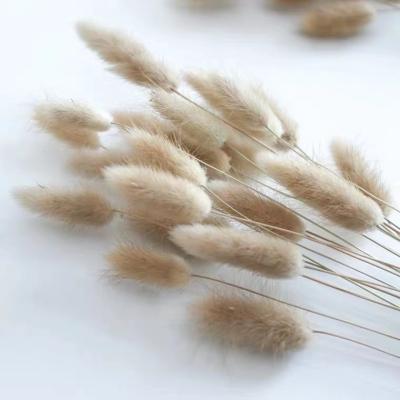 China Home Dry Flower Reed Pampas Grass Natural Color 40cm Plant Material Bunny Tails Party Wedding 10Pcs Decor Real Plants for sale