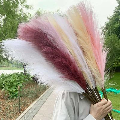 China Real Plants Amazonian Big Fluffy Beige Small Dry Natural Artificial Flowers Pampas Grass for sale