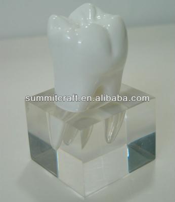 China Clear Shape Dentist Tooth Business Gift Polyresin Medical Promotional Gift for sale