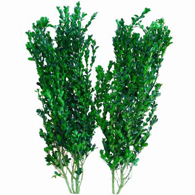 China Home decoration plant supply dried natural green leaves preserved buxus leaves for flower bouquet or home decoration for sale