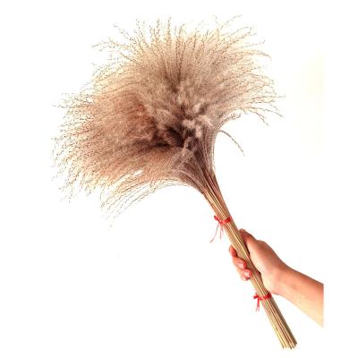 China 2022 most popular decoration dry ponytail beater home natural grass preserved pampas grass for wedding decoration for sale