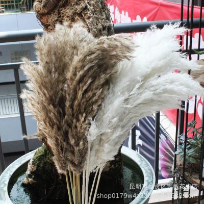 China Wedding decotation Yunnan factory supply pampas grass decor black pampas grass pampas grass bouquet for sale