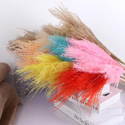 China Wedding HEN Decorative dry natural pampas decor pampas wedding party decoration pampas nature tubular grass flower decotation for sale