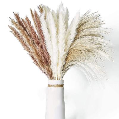 China Hot Selling Natural Mixed Pampas Grass Dry Pampas Grass Flower Arrangement Natural Pampas Grass Bouquet From Amazon for sale