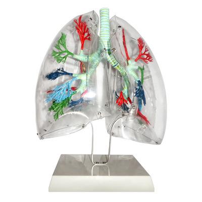 China Faculty of Medicine hot-selling teaching medical thoracic surgery bronchial tree model lung transparent segment human lung anatomical model for sale