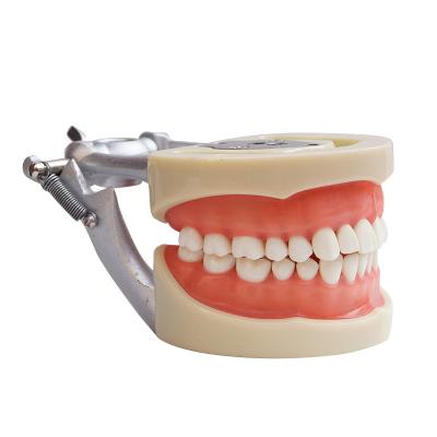 China Precise General Human Medical College Orthodontic Plastic Dental Teeth Model for sale