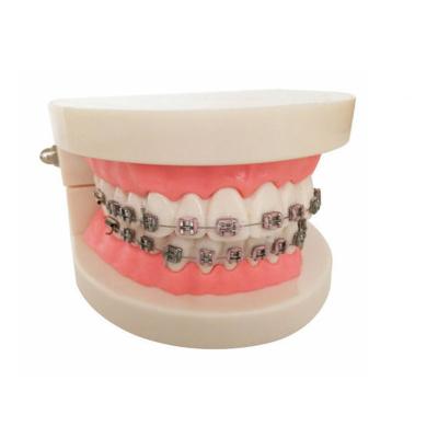 China Medical School Teeth Model Typodont Model Pro Adult White Teeth Standard Dental Teaching Oral Medical Education Tool for sale