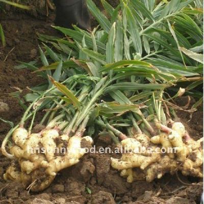 China Chinese Wholesale Supplier Air Dry Ginger Export Dried Ginger Dry Flake for sale