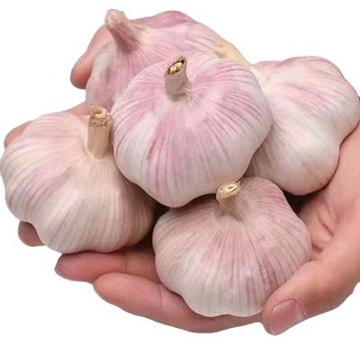 China China Newest Fresh Cultivation Fresh Garlic/Natural Garlic for sale