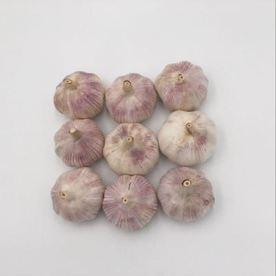 China High quality cheap professional wholesalers price garlic fresh garlic fresh fresh export fresh garlic for sale