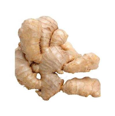 China Fresh Chinese Ripe Ginger Export Fresh Vegetables Air Dried Ginger And Fresh Ginger To UK for sale