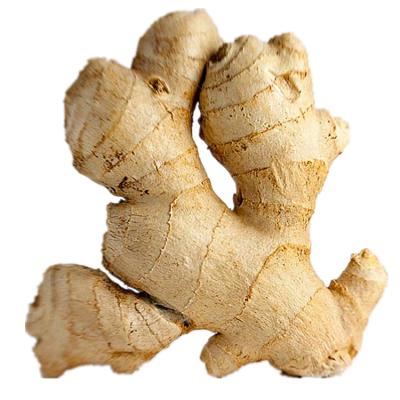 China Fresh Fresh Ginger Buyer Dried Ginger Indonesian Ginger for sale