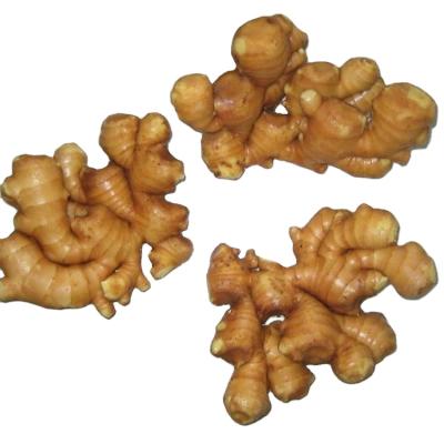 China High Quality Fresh Ginger Fresh Market Price Per Ton Wholesale Buyers Ginger For China Ginger Export for sale