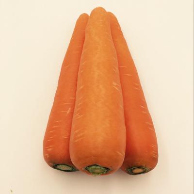 China High Culture New Vitamin Wholesale Cheap Carrot Cheap Carrot for sale