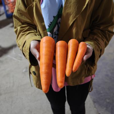 China High vitamin carrot fresh price per kilogram high quality carrot low price Chinese culture fresh new kilogram carrot for wholesale for sale