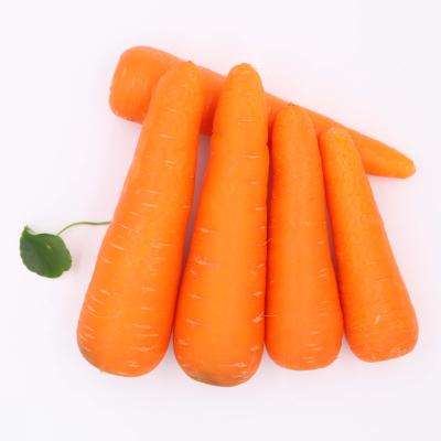 China High Vitamin Carrot/2021 China Wholesale Carrot/Shandong Fresh Carrot for sale