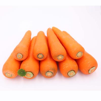 China High quality high vitamin carrot fresh organic carrots in carton S M L professional export fresh carrot for sale