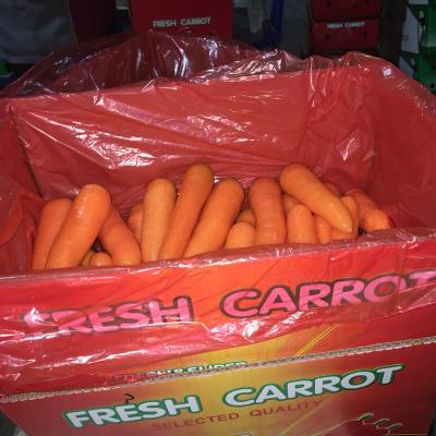 China High Vitamin Factory Chinese Carrot Product Fresh Carrot For Best Deals for sale