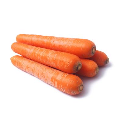 China High Vitamin Carrot Chinese Manufacturer / Price Ex-factory Carrot for sale