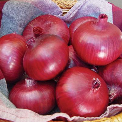 China Fresh red onion fresh price per kilogram high quality onion low price chinese culture new fresh for wholesale for sale