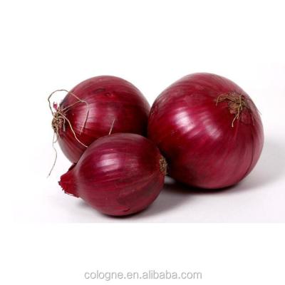 China Fresh Chinese Low Price Fresh Onion Red Onion Purple Onion for sale