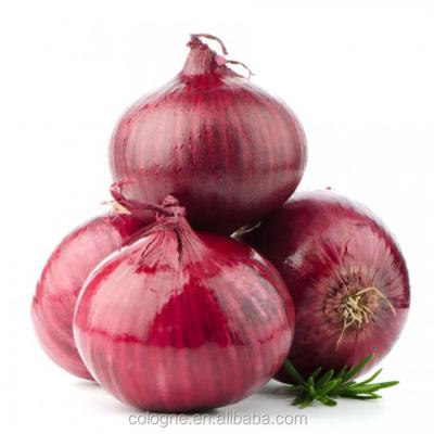 China Fresh fresh red ONION, yellow onion, onion from Egypt to Hungary for sale