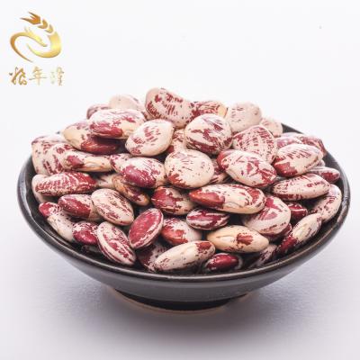 China Dwarf pinto bean long dry non-pollution light red and white spotted organic bean for sale